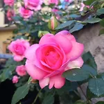 شقة Il Cortile Di Mamma Mia Pisano