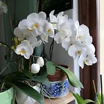 Il Cortile Di Mamma Mia Апартаменты Pisano