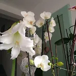 Il Cortile Di Mamma Mia * Pisano