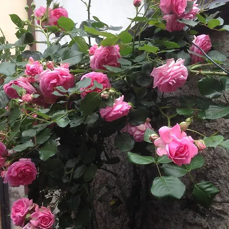 Il Cortile Di Mamma Mia Lägenhet *