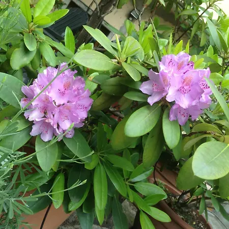 Lägenhet Il Cortile Di Mamma Mia *