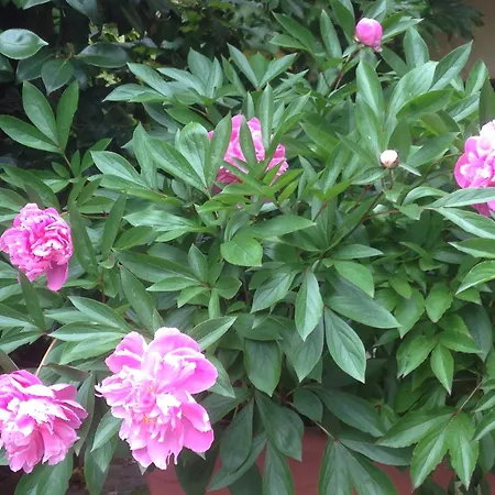 Appartement Il Cortile Di Mamma Mia Pisano