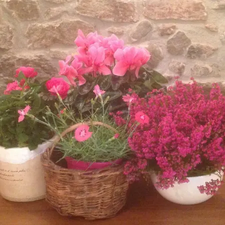 Il Cortile di Mamma Mia * Pisano