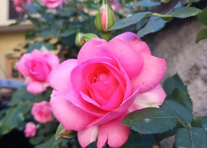 Appartement Il Cortile Di Mamma Mia Pisano