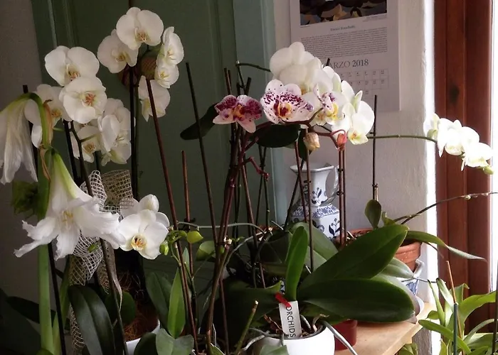 Il Cortile Di Mamma Mia *