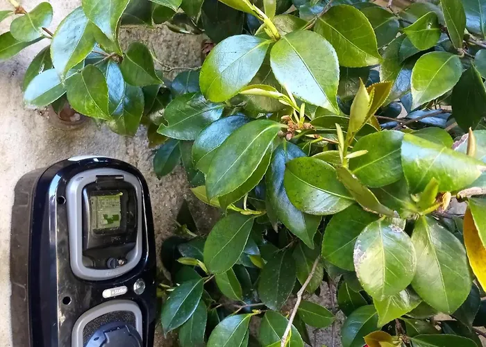 Il Cortile Di Mamma Mia Pisano