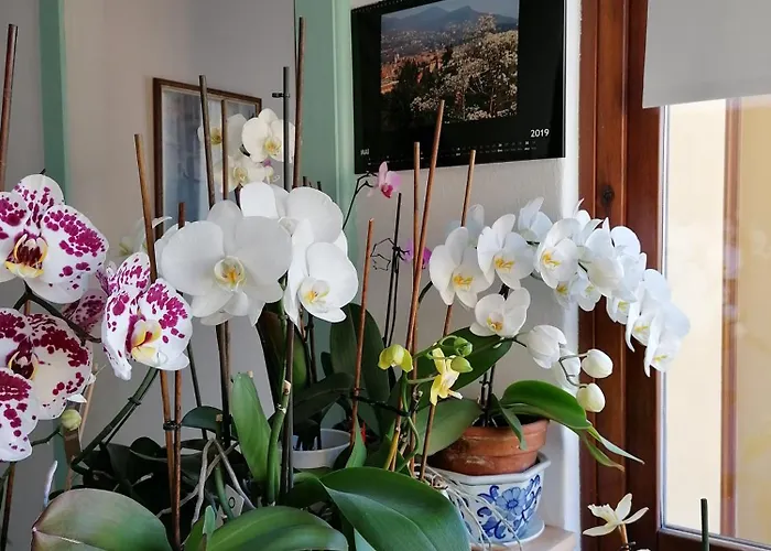 Il Cortile Di Mamma Mia