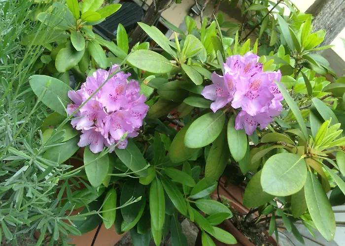 Appartement Il Cortile Di Mamma Mia *