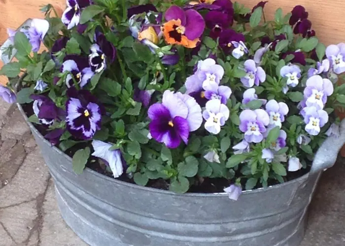 Il Cortile Di Mamma Mia Appartement Pisano