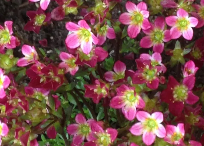 Il Cortile Di Mamma Mia Appartement