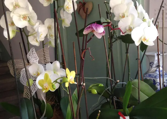 Appartement Il Cortile Di Mamma Mia *