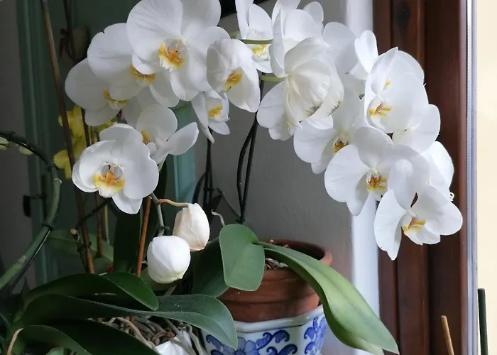 Il Cortile Di Mamma Mia Appartement Pisano