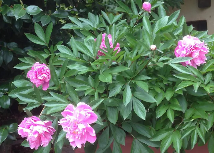 Appartement Il Cortile Di Mamma Mia Pisano