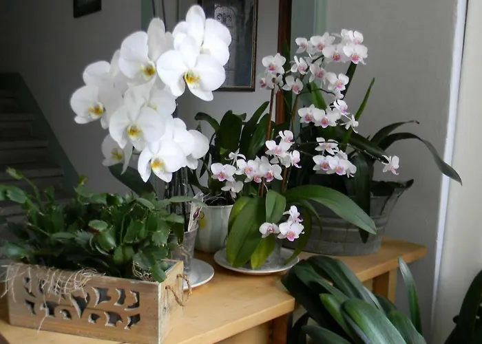 Il Cortile di Mamma Mia