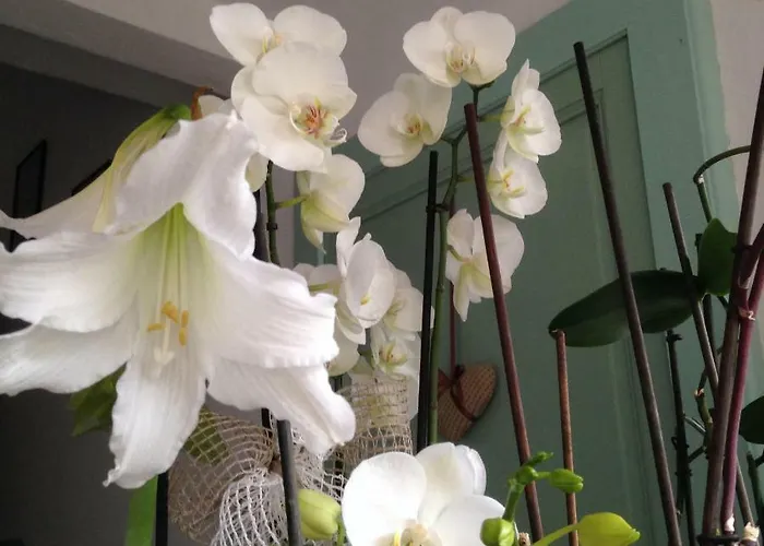 Il Cortile Di Mamma Mia * Pisano