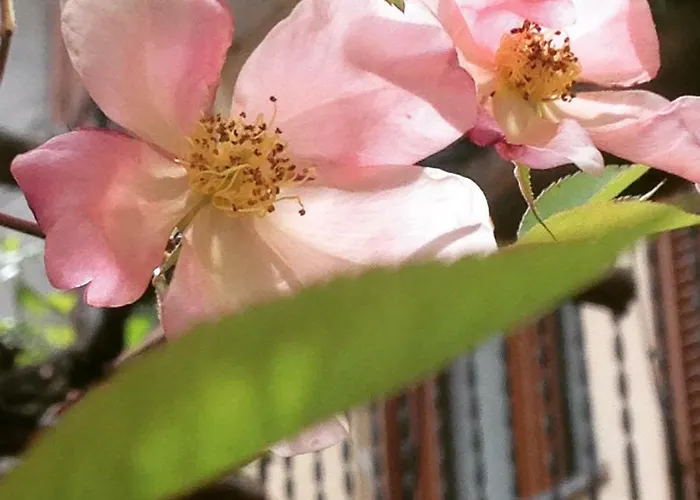 Il Cortile di Mamma Mia